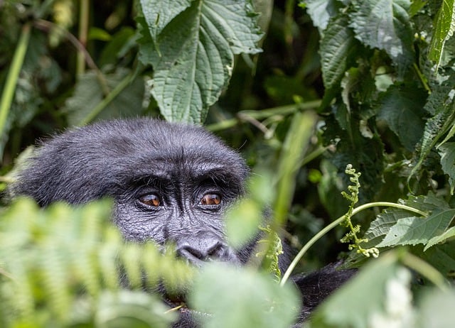 Chimpanzee Trekking