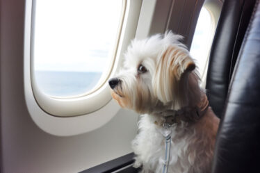 Flying with pets