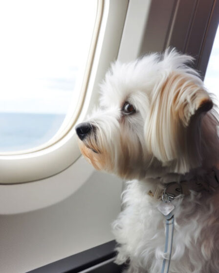 Flying with pets