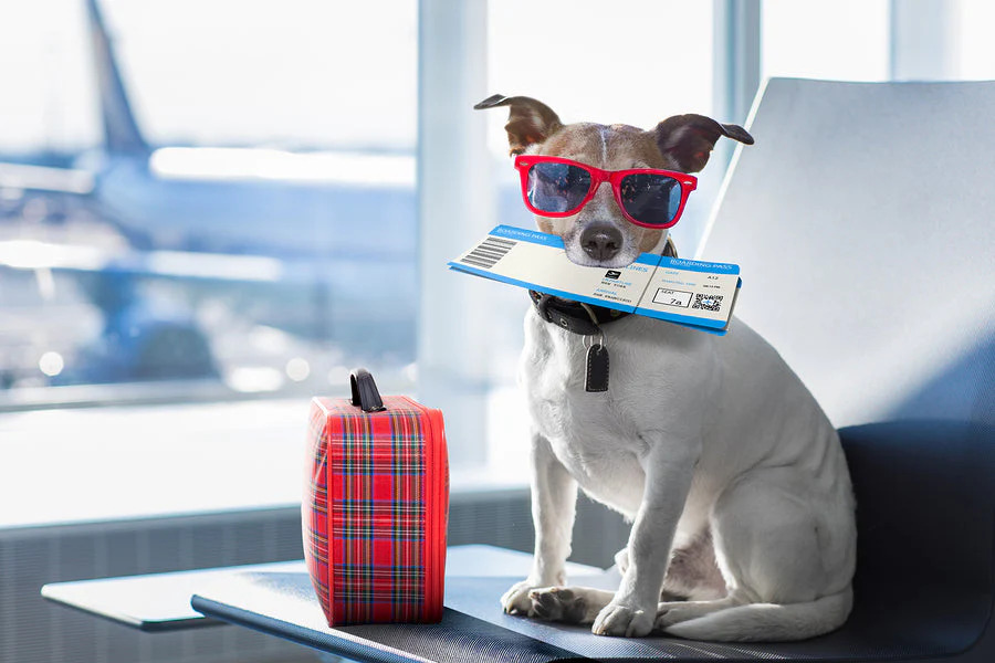 check in and flying with pets