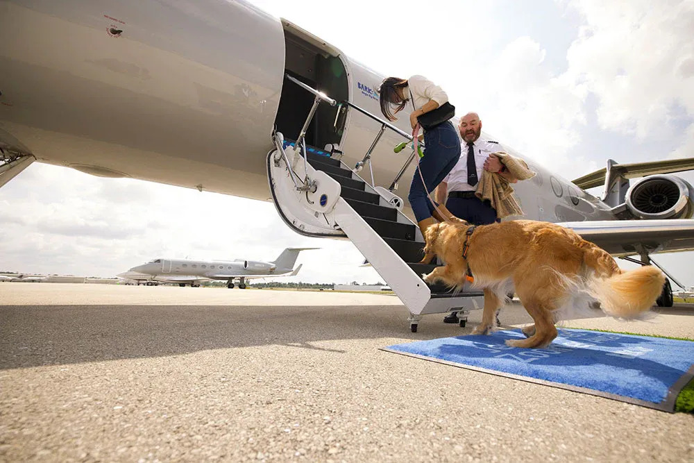 Preparing your pets to fly